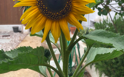 On Sunflowers and Banana Blossoms